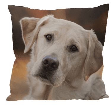 Labrador Photo Design Cushion