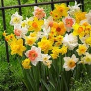 10  Mixed Daffodil Bulbs