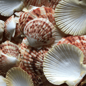 10 Pectin Macarensis Shells
