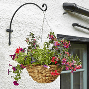 14in Natural Hyacinth Hanging Basket - 35.5cm - Filled with Spring Plants