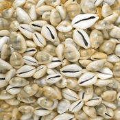 20 Small Cyprea Moneta Shells
