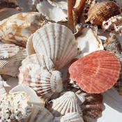 Bag of Mixed Sea Shells -350g