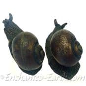 Bronze Effect Pair of Snails - for your home or Garden
