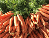 Bunch of Baby Carrots