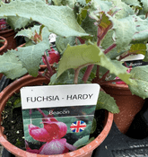 Bush Fuchsia  - Beacon   - 9cm pot