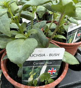 Bush Fuchsia  - Carmel Blue   - 9cm pot