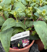 Bush Fuchsia  - Miss California  - 9cm pot