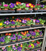 Colourful Primrose - lot's of  bright colours - 8cm pots