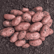 Desiree Seed Potatoes - 8 Main Crop small Potato Tubers - Scottish