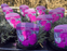 Dinetta Purple - Scented Dianthus - 9cm Pots.