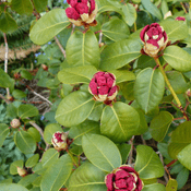 Dwarf Rhododendron -  'Gartendirektor Glocker' - Red - 3L