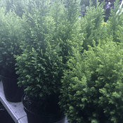 Evergreen Conifer - CHAMAECYPARIS LAWSONIANA -Ellwoods Gold  - 40cm