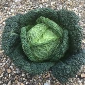 Extra Large Savoy Cabbage