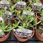 Felicia Amelloides blue-  9cm Pot - Hanging Basket Plants