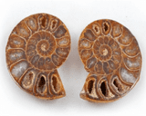 Fossil - Pair of Ammonites - Hand Cut & Polished -110 Million years old!