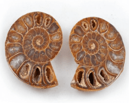 Pair of l Cut & Polished Fssel Ammonites - 150 Million years old!.