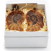 Fossil - Pair of Large Ammonites - Hand Cut & Polished & Gift Boxed