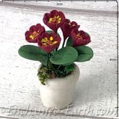 Gardeners World Handmade Miniatures - White Terracotta Pot  with Deep Burgundy   Flowers - 4cm