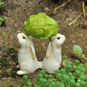 Georgetown - Fiddlehead Fairy Garden - 2 Bunnies with Cabbage