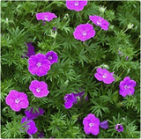Hardy Geranium Sanguineum Vision Violet - 9cm Pot