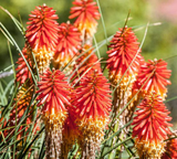 Hardy mixed colour  Kniphofia (Red Hot Poker)