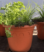 Herb Planter -  Patio Planter with  5 mixed herbs