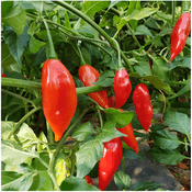 Hot Chilli  Pepper - Habanero Paper Lantern -  Young Plant