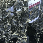 Ilex - Holly - Aquifolium "Ferox Argentea" - 50cm