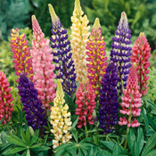 Large 2L Pot - Hardy Perennial Lupins - Russell Hybrids -  28cm tall