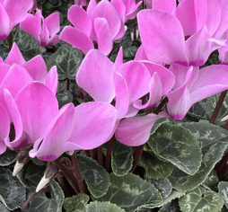 Large Cyclamen  - lot's of colours to choose from.