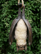Large Hanging Bat - 29cm