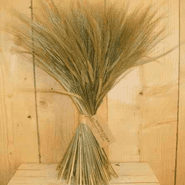 Large Natural Barley Sheaf