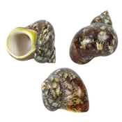 Large Polished Turbo Pitholatus Shells