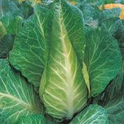 Large Sweetheart Cabbage
