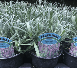 Lavender Munstead - Potted  Herb - 10cm pot.
