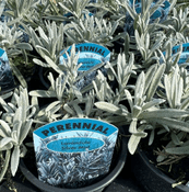 Lavender Silver Mist  - Potted  Herb - 10cm pot