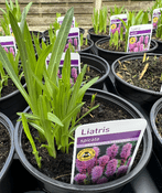 Liatris - Spicata  - Purple - 10cm Pot