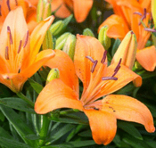 Lily -  Orange Pixie Lilium -  Large 13cm Pot - 20cm tall