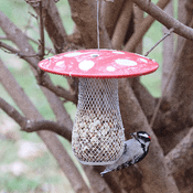 Magical Mushroom Bird Feeder for Peanuts 20cm