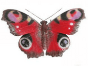 Metal Garden 3d Butterfly - Red  24cm