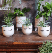 Miniature Garden  Pot's & Planters