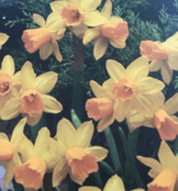 Miniature  Narcissus Bulbs - Tete -a-Tete