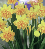 Miniature  Narcissus Bulbs - Tete Boucle
