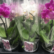 Miniature Phalaenopsis Orchids - Lots of colours to choose