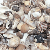 Mixed Beach Shells -200g