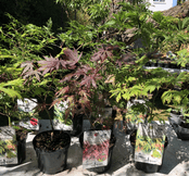 Mixed varieties  - Japaneses Acer Trees -  100cm tall