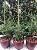 Norway Spruce  Tree - 80cm tall  - Free Eco Metallic Planter worth £4