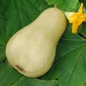 Organic Homegrown  Butternut Squash Seeds