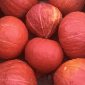 Organic Homegrown Onion Squash Seeds