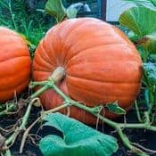 Organic Pumpkin Seeds - Big Max